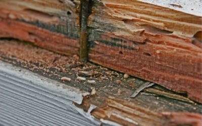 Does My Homeowner’s Insurance Cover Termite Damage?